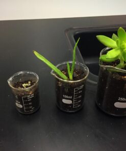 Karter Scientific 214T2, 3.3 Boro, Griffin Low Form, Glass Beaker Set - 3 Sizes - 50ml, 100ml, 250ml 24 71xRV2GX5kL