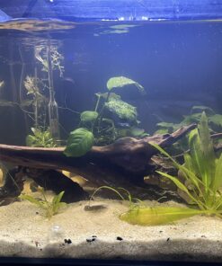 Seachem Prime Fresh and Saltwater Conditioner - Chemical Remover and Detoxifier 500 ml 36 71xTq1fCT9L