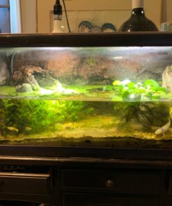 Aquapapa Corner Filter Bio Sponge Ceramic Air Pump Driven for Fry Shrimp Nano Fish Tank Aquarium XY-2008 (Ship from CA USA) 1-Pack 26 71xTvynDrEL