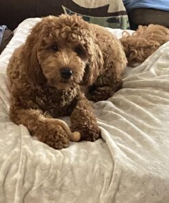 PetLab Co. Itch Relief Chew Pro for Dogs – Omega 3 for Dogs Itch Supplement - Packed with Beneficial Fatty Acids for Healthy Skin – Seasonal Allergies Support Single Pack 19 71xW9 bDVzL