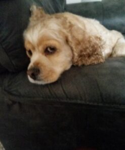 Advantus (Imidacloprid) Chewable Flea Treatment for Large Dogs, 7 Count, 23-110 Pound 39 71xYzj6YMAL