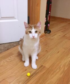 Nerf Rival 25-Round Refill Pack 13 71xaV6b5JeL