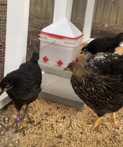 RentACoop 2 Gallon Chicken BPA-Free Plastic Bucket Waterer Set with 4 Horizontal Nipples - Corner Placement 39 71xb9ku7niL