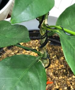 Anodized Aluminum Bonsai Training Wire 5-Size Starter Set with Canvas Bag - 1.0mm, 1.5mm, 2.0mm, 2.5mm, 3.0mm (147 feet total) - Choose Your Color (5 Sizes, Black) 5 Sizes 33 71xc vA9HLL