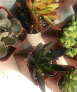 Shop Succulents | Unique Collection of Live Succulent Plants, Hand Selected Variety Pack of Mini Succulents | Collection of 12 6-Pack 49 71xe6IoxxQL