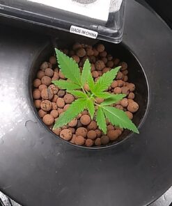 HTG Supply Bubble Brothers DWC Hydroponic System - 6-Site Classic 13 71xepMyr5BL