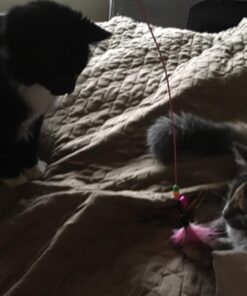 Fashion's Talk Cat Toys Variety Pack for Kitty 20 Pieces 54 71xirsWVYZL