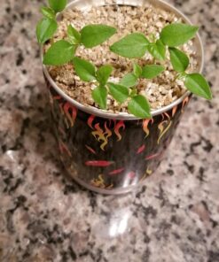 Moruga Scorpion Pepper - Grow Your Own Hottest Pepper in the World! - 2,000,000SHU 3oz/85gr 35 71xlqdI0BrL