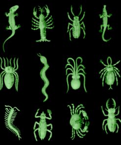 Glow in the Dark Insects - 144 Pieces - Party Favor and Prank Toys - Assorted Reptiles and Bugs Toys – Great for Halloween, Birthday Parties, Piñatas, Prizes and More - by Skeleteen 19 71xmKUZcqaL