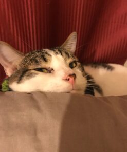 FRONTLINE Plus Flea and Tick Treatment for Cats Over 1.5 lbs., 3 Treatments 3 Doses 35 71xqdwiqLhL