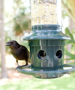 Squirrel Buster Plus Squirrel-proof Bird Feeder w/Cardinal Ring and 6 Feeding Ports, 5.1-pound Seed Capacity, Adjustable, Pole-mountable (POLE ADAPTOR SOLD SEPARATELY), Green 46 71xsv6mG8QL