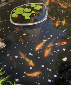 MICROBE-LIFT MLXSAG6 Sludge-Away Pond and Outdoor Water Garden Sludge and Muck Remover, Safe for Live Koi Fish, Plant Life, and Decor, 1 Gallon 22 71xtQvALHL