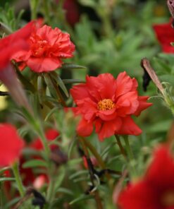 Nikon AF-P NIKKOR 70-300mm f/4.5-5.6E ED VR Fixed Zoom Digital Slr Camera Lens, Black 72 71xvtEWjgPL