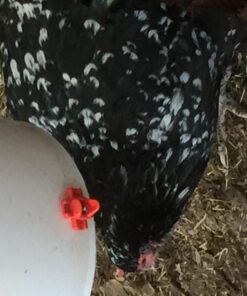 RentACoop 2 Gallon Chicken BPA-Free Plastic Bucket Waterer Set with 4 Horizontal Nipples - Center Placement 31 71xw3ru2jFL 1