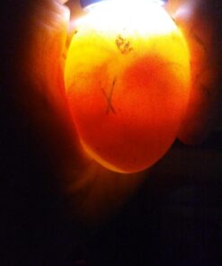 HBlife Bright Cool LED Light Egg Candler Tester for Watching Eggs Development, with 2 Soft Rubber Attachments for Eggs, Powered by Power Cord Only 22 71xw4X4OtQL