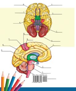 Alternative view of Neuroanatomy Coloring Book: Incredibly Detailed Self-Test Human Brain Coloring Book for Neuroscience | Perfect Gift for Medical School Students, Nurses, Doctors and Adults