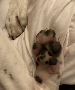 Musher's Secret Dog Paw Wax 60 g (2.1 oz) - Moisturizing Dog Paw Balm that Creates an Invisible Barrier That Protects and Heals Dry Cracked Paws - All-Natural with Vitamin E and Food-Grade Ingredients 2.1 Ounce (Pack of 1) 43 71xyFsdDzRL