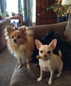 K9 Advantix II Small Dog Vet-Recommended Flea, Tick & Mosquito Treatment & Prevention | Dogs 4-10 lbs. | 6-Mo Supply 6 Pack Small Dog only 24 71y0Uw6kMrL