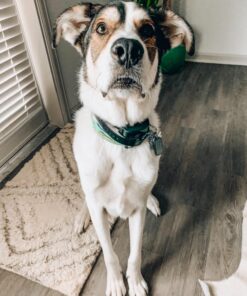 SportDOG No Bark Collar SBC-R 17 71y2TMEb7JL