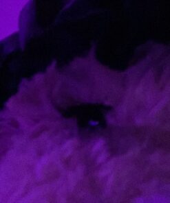 Aurora® Snuggly Tubbie Wubbies™ Lion Stuffed Animal - Comforting Companion - Imaginative Play - Brown 12 Inches 31 71y5gTlFbL