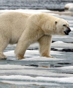 Sigma 150-600mm 5-6.3 Sports DG OS HSM Lens for Canon Canon SLR Mount US Version 113 71y61Ry2aHL