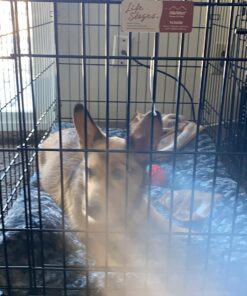 MidWest Homes for Pets Dog Crate Life Stages 36' Double Door Folding Metal Dog Crate | Divider Panel, Floor Protecting Feet, Leak-Proof Dog Pan | 35.63 in x 24.45 in x 21.93 in ,Intermediate Dog Breed 36.0"L x 23.0"W x 25.0"H Lifestages; Double Door 45 71y7Prb9ZKL