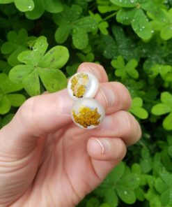 Environmental Technology 46345 Casting Resin, 0.5 Liters, Opaque 39 71yAGYzsUEL