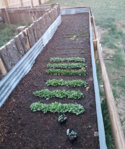 Seed Needs, 1,500+ Rainbow Beet Seed Mixture - 8 Variety Heirloom Mix (Beta vulgaris) Bulk Non-GMO 60 71yAJCUcnrL