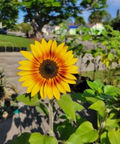 Seed Needs, Firecracker Sunflower (Helianthus annuus) Twin Pack of 85 Seeds Each 23 71yB8kayGcL