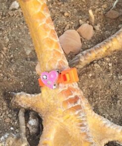 20 Chicken Charm Poultry Leg Bands - Includes Americas Favorite Super Hero's 26 71yEkbgpL