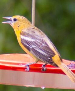 Big Mike’s High-Power 500mm/1000mm f/8 Manual Telephoto Lens for Nikon DSLR, Black 52 71yFBfy6f2L