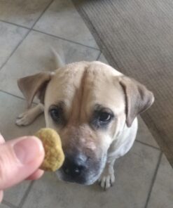 Pet Honesty Dog Allergy Relief Immunity - Chews, Probiotics for Dogs, Seasonal Allergies, Skin and Coat Supplement, Itch Support Supplement (Salmon) Salmon Single 43 71yHv44Ym4L