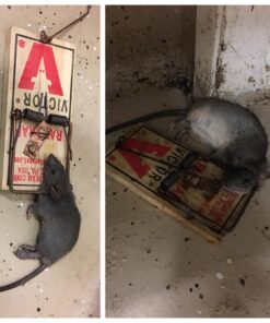 Victor m154 metal pedal mouse trap (8) 8 Traps 22 71yIlhqL72L