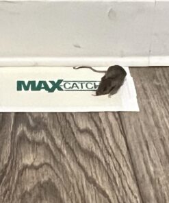 Pest Glue Trap by Catchmaster - 36 Boards Pre-Baited, Ready to Use Indoors. Rodent Mouse Rat Insect Sticky Adhesive Simple Easy Simple Non-Toxic - Made in the USA 36 Pack Scented 28 71yJdNZ7WDL