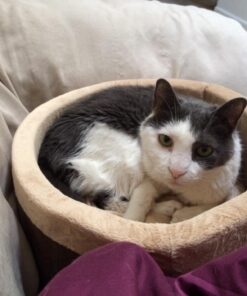 K&H Pet Products Thermo-Kitty Bed Heated Cat Bed Small 16 Inches Mocha/Tan 16.0"L x 16.0"W x 6.0"Th Retail Package 39 71yJk xZPL