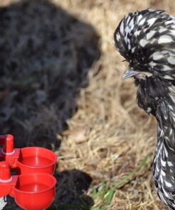 RentACoop DIY Waterer Kit - Auto-Fill Cups with Inserts - Great for Chickens, Ducks, Geese, Turkeys, Peafowl, and Quail - 2 Pack + 1 Bonus Cup Included pack of 2 29 71yL ik1RYL 1