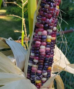 Glass Gem Indian Corn Heirloom Seed - The Most Beautiful Corn in the World! 33 71yL7u1rO1L
