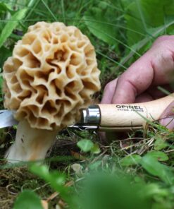 Opinel No. 08 Mushroom Knife – Pick + Clean Mushrooms, Beechwood Handle, Integrated Brush, Curved Sandvik Steel Blade, Made in France 26 71yNepbO72L