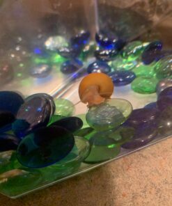 Golden Mystery Snail - 1/2"-2" - Algae Eater for Aquariums 47 71yPM7prHpL