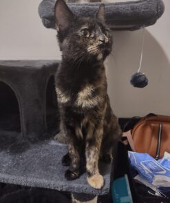 Purina Pro Plan With Probiotics, High Protein Dry Kitten Food, Chicken & Rice Formula - 7 lb. Bag 34 71yQXo5rzzL