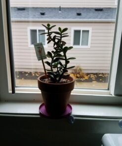 Jiimz 30 Assorted 2" Succulent Plants 26 71yTsxIOZDL