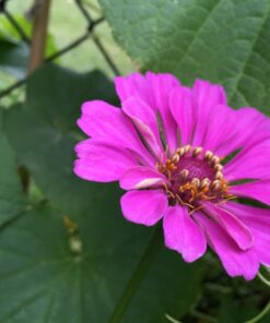 Zinnia - California Giant Mix - Bulk Pack 5,000 Seeds by Seeds2Go 26 71yUMca3q4L