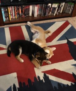 Milk-Bone Soft and Chewy Chicken 12 Vitamins and Minerals Recipe Healthy and Delicious Dog Snacks - 37 Ounces 17 71yW60TzKpL