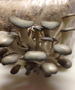 Organic Blue Oyster Mushroom Growing Kit 41 71yZXMduKAL