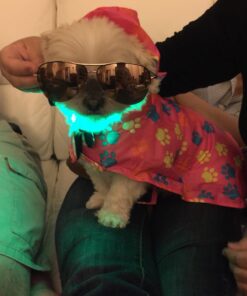 Blazin Ultra Bright Camping Lantern - Waterproof, Portable & Lightweight, 500 Lumens Rechargeable Camping Light, Runs Up to 6 Days - Ideal for Camping, Hurricane, Power Outages & Emergencies 500 Lumen Green 56 71ybptIOf0L