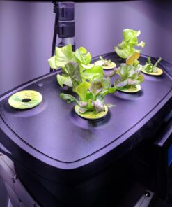 AeroGarden Heirloom Salad Greens Mix Seed Pod Kit - Salad Kit for AeroGarden Indoor Garden, 7-Pod 29 71yceDk8qL