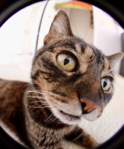 Altura Photo 58MM 0.35x Fisheye Canon Wide Angle Lens (w/Macro Portion) for DSLR Cameras EOS Rebel 70D 77D 80D 90D T8i T7 T7i T6i T6s T6 T5i T5 T4i T3i T100 SL1 SL2 SL3 - Canon Mount 54 71yd9 8pXKL