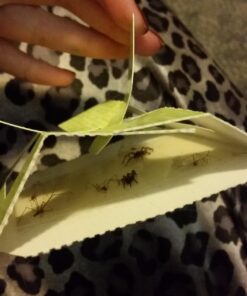 Harris Bed Bug Early Detection Glue Traps (4/Pack) 4 Traps 31 71yeGfwuQOL