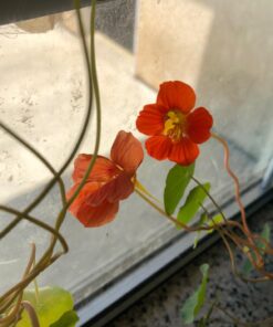 Seed Needs, 350+ Nasturtium Seeds for Planting - Jewel Mixture (Tropaeolum nanum) Non-GMO, Easy to Grow Mix, Attracts Pollinators - Bulk Bulk Pack (350 Seeds) 48 71ylYV3dIlL