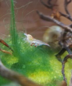 Shrimp Bubble Glass Self-Sustaining Ecosystem Amber 37 71ym8x2UyYL